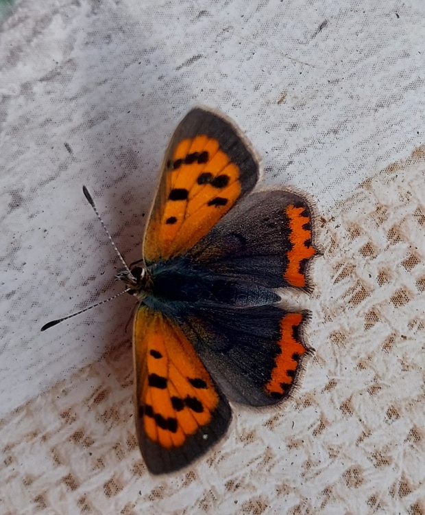 ohniváčik čiernokrídly Lycaena phlaeas