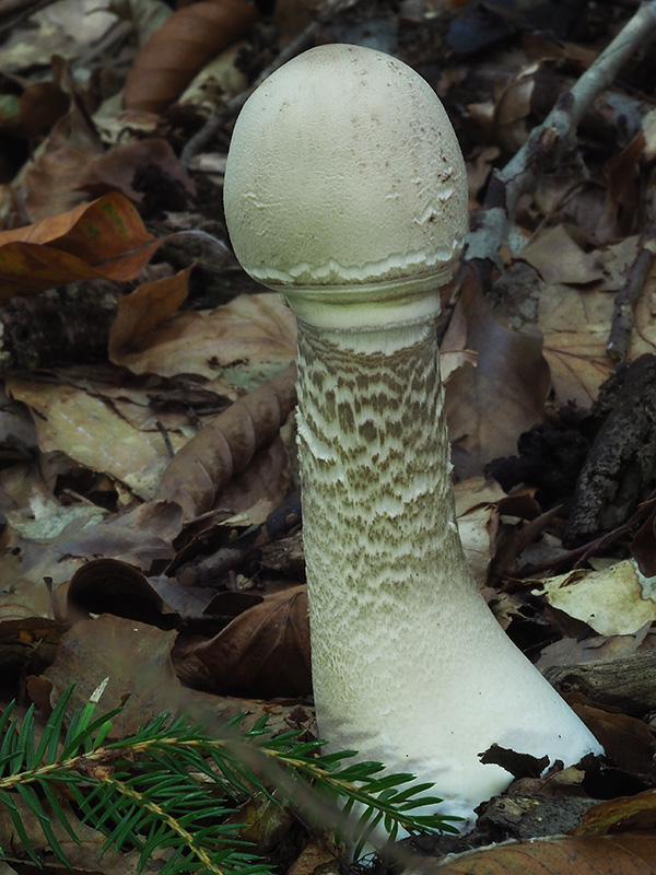 bedľa vysoká Macrolepiota procera (Scop.) Singer