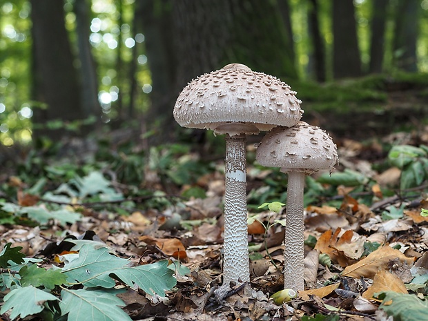 bedľa vysoká Macrolepiota procera (Scop.) Singer