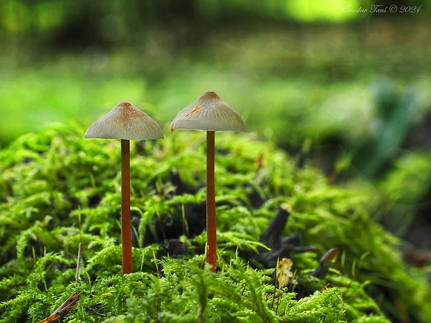 prilbička šafranová Mycena crocata (Schrad.) P. Kumm.