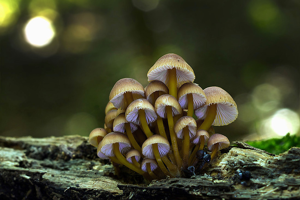 prilbička žltohlúbiková Mycena renati Quél.