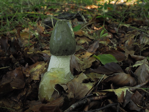 hadovka smradľavá Phallus impudicus L.