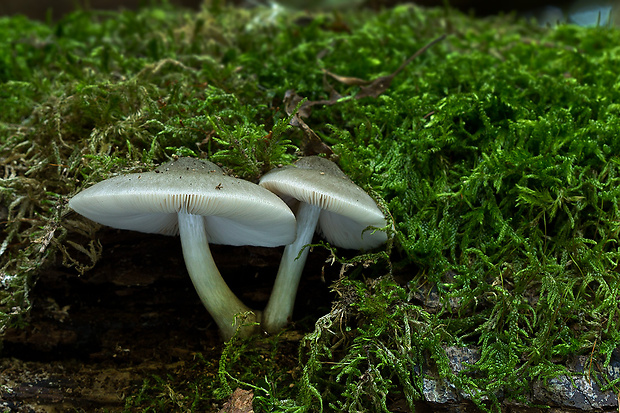 štítovka jelenia Pluteus cervinus (Schaeff.) P. Kumm.