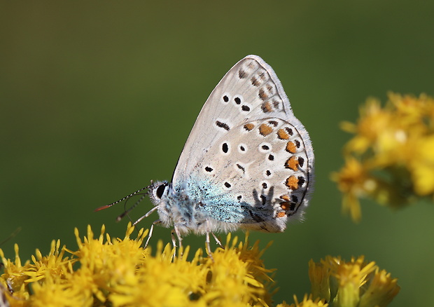 modráčik obyčajný  Polyommatus icarus