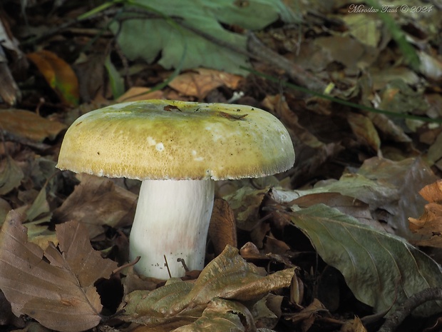 plávka fialovohlúbiková Russula violeipes Quél.