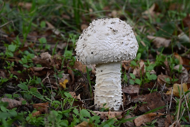 muchotrávka Vittadiniho Saproamanita vittadinii (Moretti) Redhead, Vizzini, Drehmel & Contu