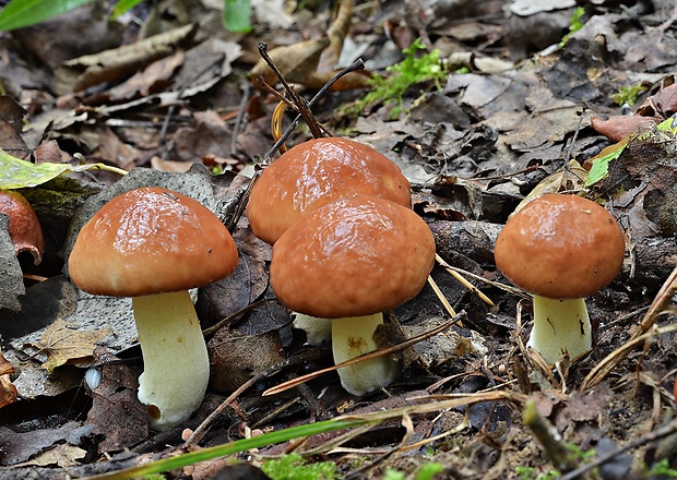 masliak zrnitý Suillus granulatus (L.) Roussel