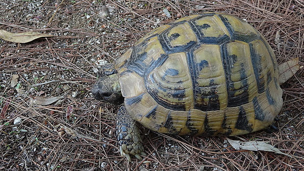 korytnačka zelenkastá Testudo hermanni Gmelin, 1789