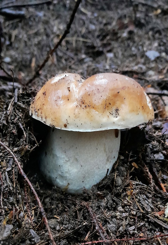 hríb smrekový Boletus edulis Bull.