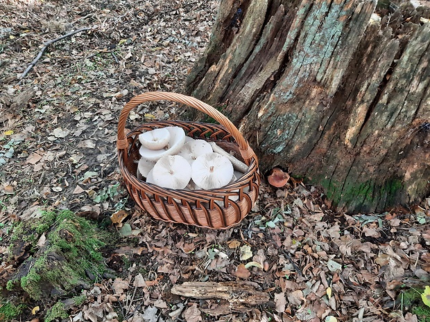 bedľa vysoká Macrolepiota procera (Scop.) Singer