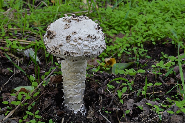 muchotrávka Vittadiniho Amanita vittadinii (Moretti) Vittad.