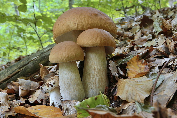 hríb smrekový Boletus edulis Bull.