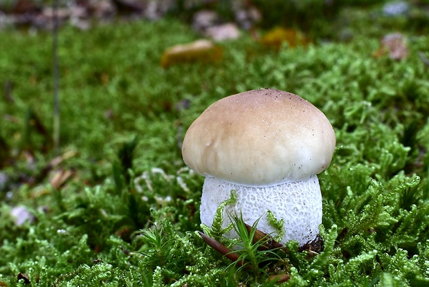 hríb smrekový Boletus edulis Bull.