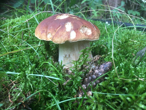 hríb smrekový Boletus edulis Bull.