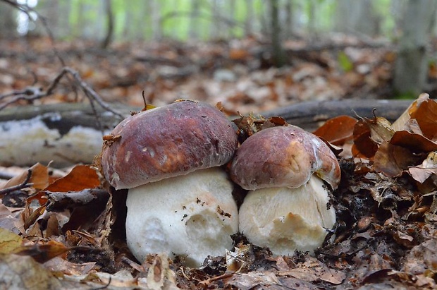 hríb sosnový Boletus pinophilus Pil. et Dermek in Pil.