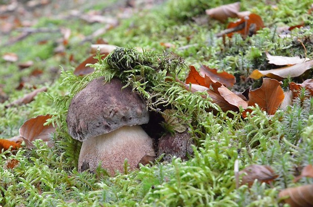 hríb sosnový Boletus pinophilus Pil. et Dermek in Pil.