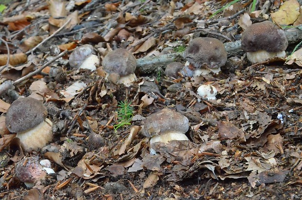 hríb sosnový Boletus pinophilus Pil. et Dermek in Pil.