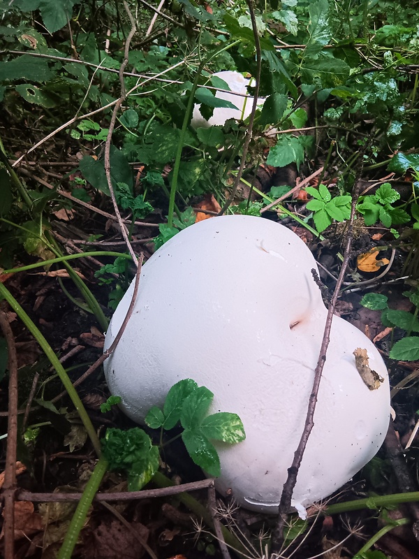 vatovec obrovský Calvatia gigantea (Batsch) Lloyd