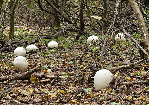 vatovec obrovský Calvatia gigantea (Batsch) Lloyd