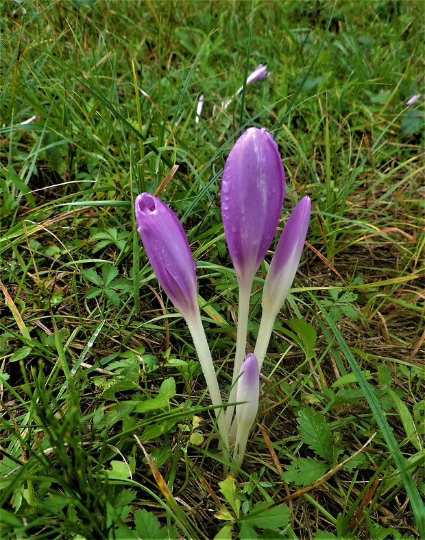 jesienka obyčajná Colchicum autumnale