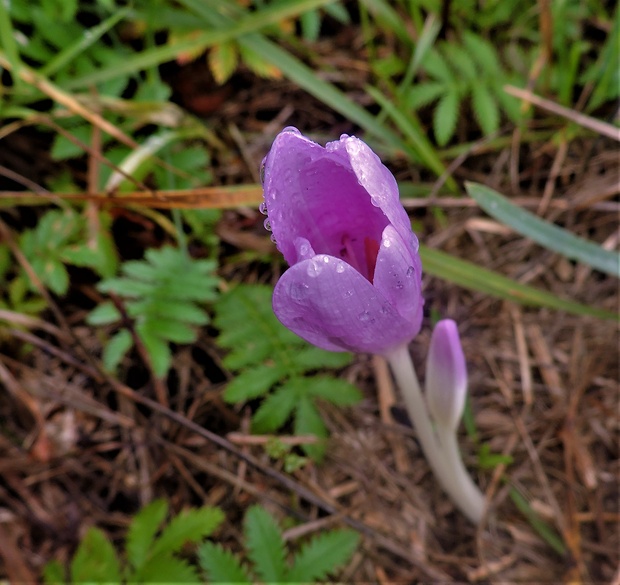 jesienka obyčajná Colchicum autumnale