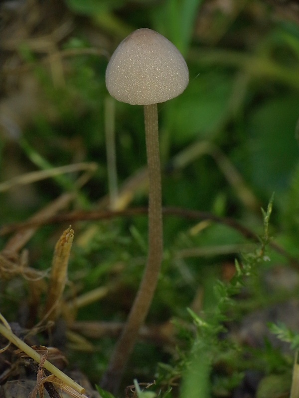 kapucňovec ? Conocybe sp.