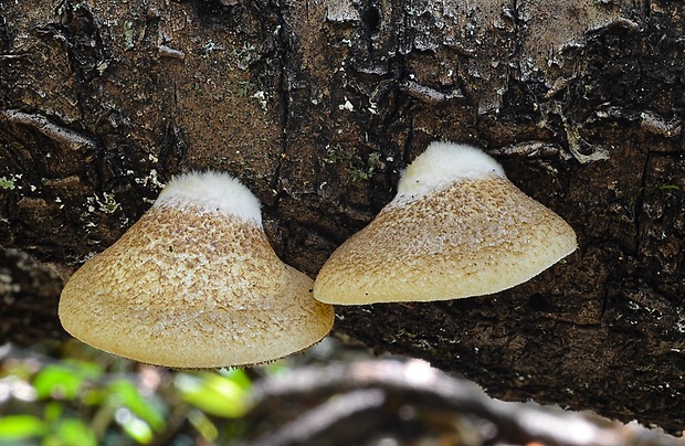 pahliva šupinkatá Crepidotus calolepis (Fr.) P. Karst.