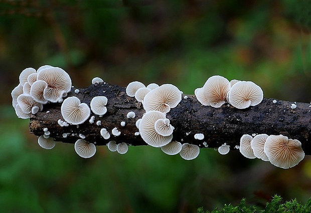 pahliva Crepidotus sp.