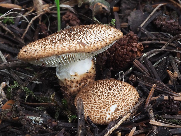 bedlička ježatá Echinoderma echinaceum (J.E. Lange) Bon