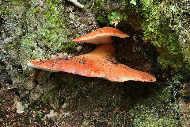 pečeňovec dubový Fistulina hepatica (Schaeff.) With.