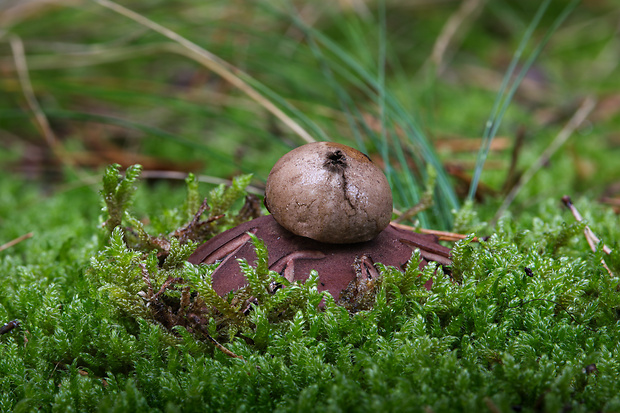 hviezdovka červenkastá Geastrum rufescens Pers.