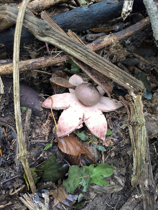 hviezdovka Geastrum sp.