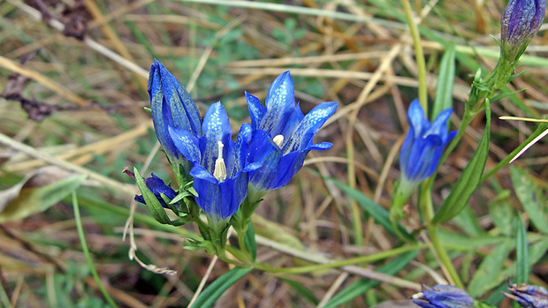 horec pľúcny Gentiana pneumonanthe L.