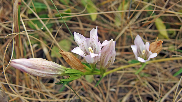 horec pľúcny Gentiana pneumonanthe L.