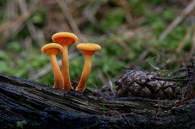 líška oranžová Hygrophoropsis aurantiaca (Wulfen) Maire