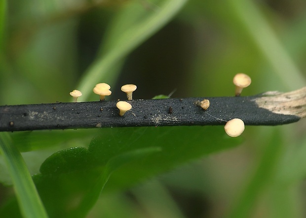 čiašočka Hymenoscyphus sp.