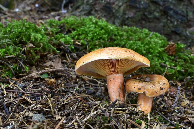 rýdzik Lactarius sp.