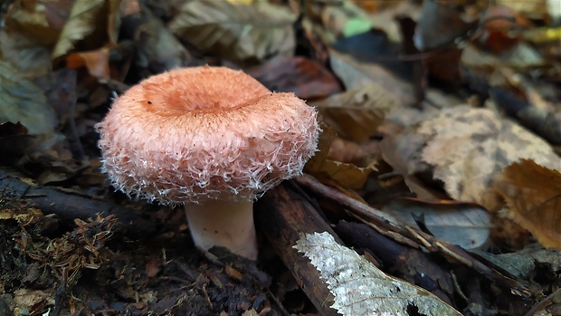 rýdzik kravský Lactarius torminosus (Schaeff.) Gray