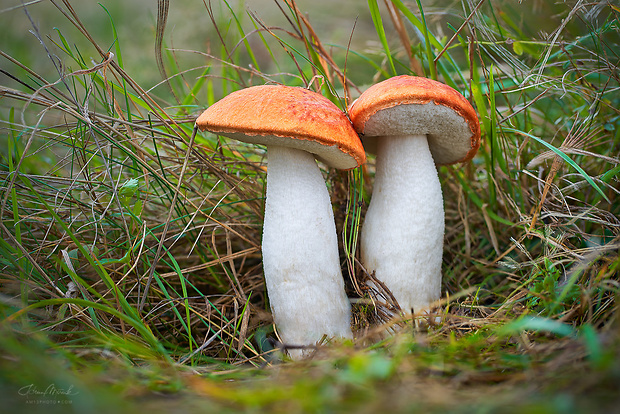 kozák osikový Leccinum albostipitatum den Bakker & Noordel.