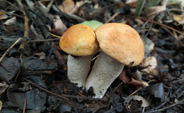 kozák osikový Leccinum albostipitatum den Bakker & Noordel.