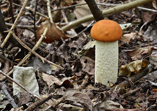 kozák osikový Leccinum albostipitatum den Bakker & Noordel.