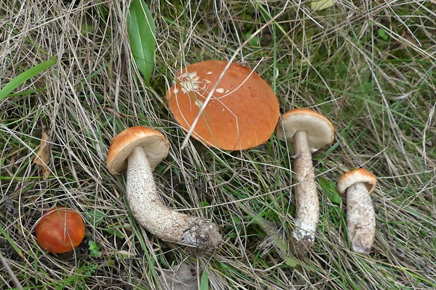 kozák dubový Leccinum aurantiacum (Bull.) Gray