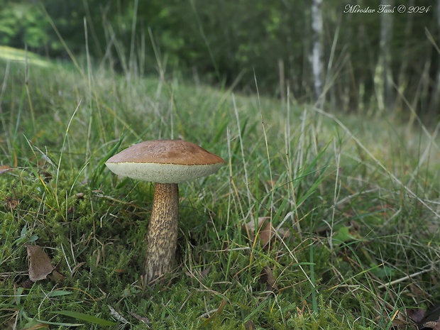 kozák brezový Leccinum scabrum (Bull.) Gray