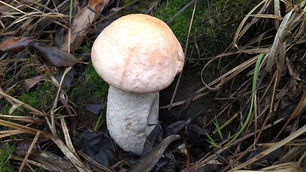 kozák Leccinum sp.