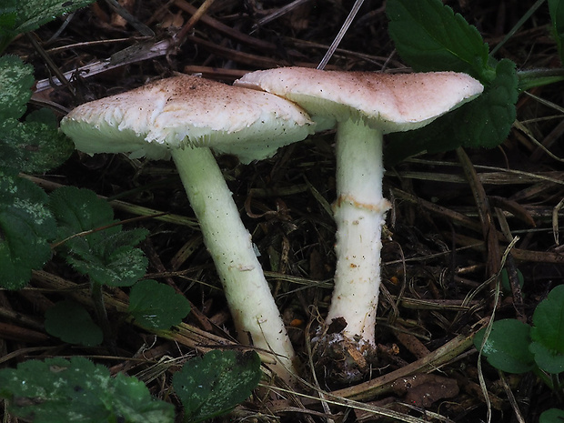 bedlička ružovkastá Lepiota subincarnata J.E. Lange