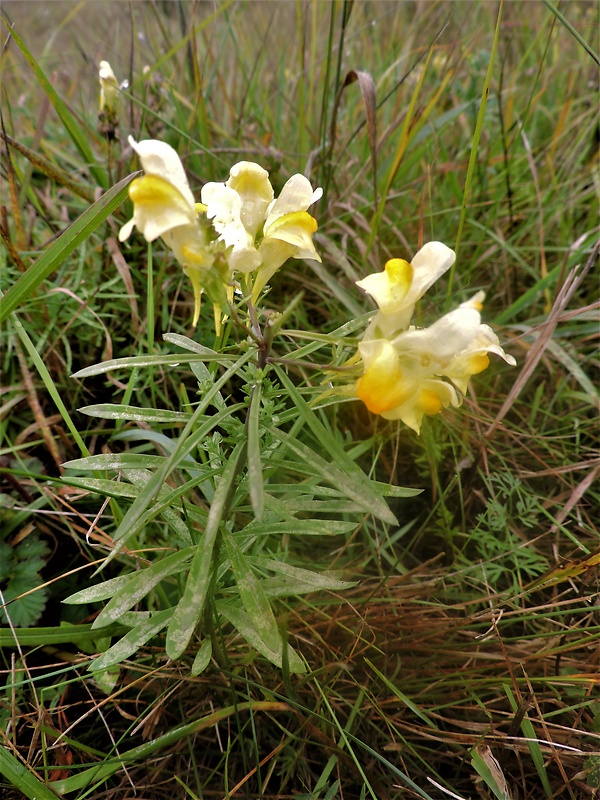 pyštek obyčajný Linaria vulgaris Mill.