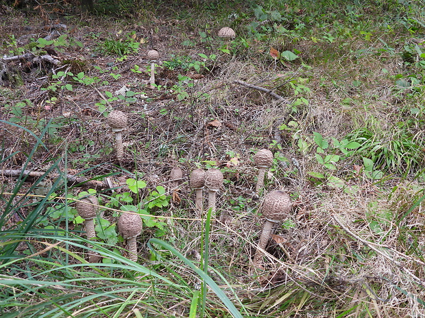 bedľa vysoká Macrolepiota procera (Scop.) Singer