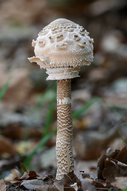 bedľa vysoká Macrolepiota procera (Scop.) Singer