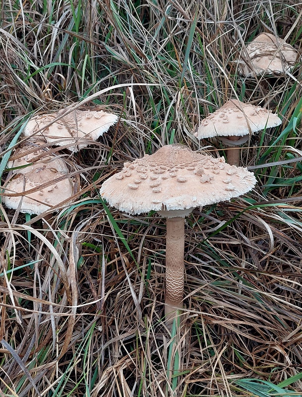 bedľa vysoká Macrolepiota procera (Scop.) Singer