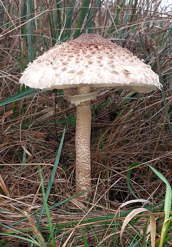 bedľa vysoká Macrolepiota procera (Scop.) Singer